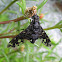 Tiger Bee Fly