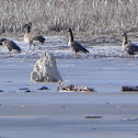 Greater White-fronted Goose