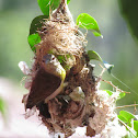 Small Sunbird