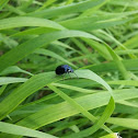 Unknown spotting
