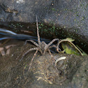 Fishing Spider
