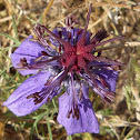 This is an extremely rare plant. Novia africana