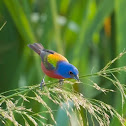 Painted Bunting