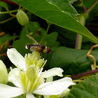 Bee Fly