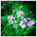 Wild Blue Phlox