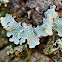 Net-marked parmelia, lichen