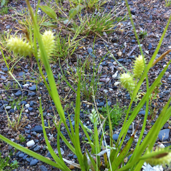 Spotting Image 1