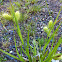 Yellow Sedge