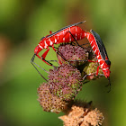 Cotton Stainer