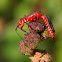 Cotton Stainer
