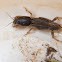 Mole Cricket