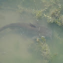 Catfish