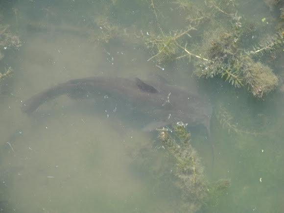 Spotting Image 1