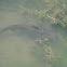 Catfish