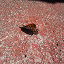 Monarch Butterfly