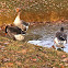 Fränkische Landgans, goose