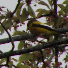 Evening Grosbeak