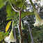 Trumpet flower/ angel trumpet flower