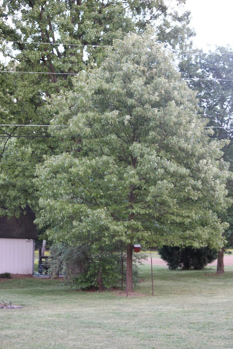 White Oak