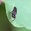 Robber Fly