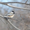 Black-capped Chickadee