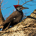 Pileated Woodpecker