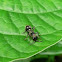 Velvet Ant