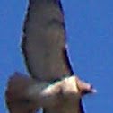 Red-tailed Hawk