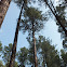 Ponderosa Pine
