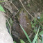 Bull frog