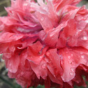 oriental poppy 'fancy feathers'