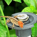 Brown anole (orange headed)