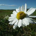 Wild Chamomile