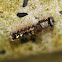 caterpillar