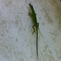 Carolina Anole