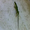 Carolina Anole