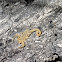 Bark scorpion