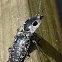 Eyed Click Beetle