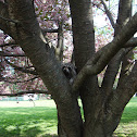 Common Raccoon