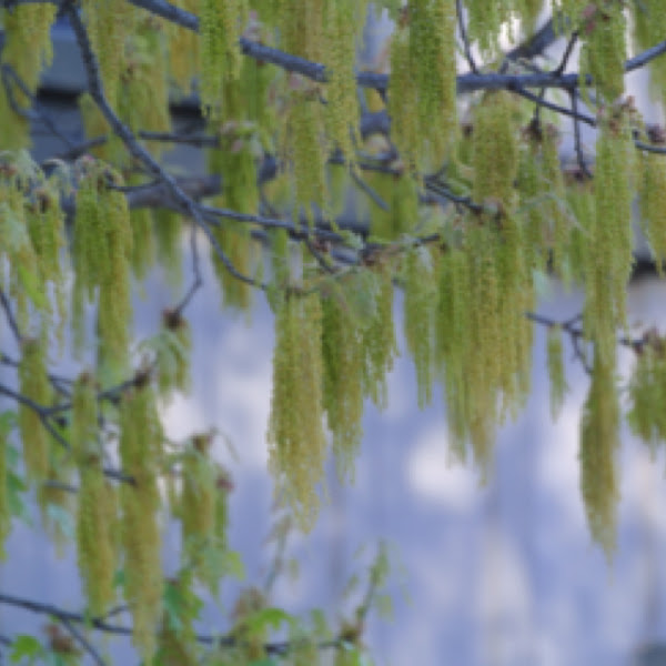 Red Oak catkins Project Noah