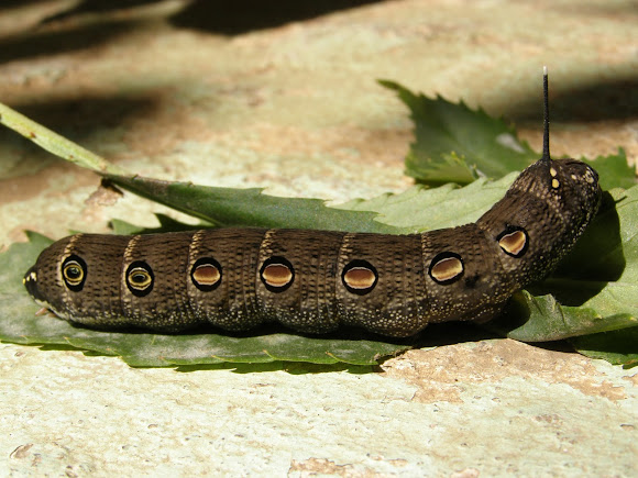 Spotting Image 1