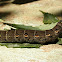 Silver striped hawk moth larva