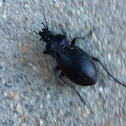 European Ground Beetle