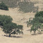 Live Oak