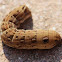 Elephant Hawkmoth caterpillar