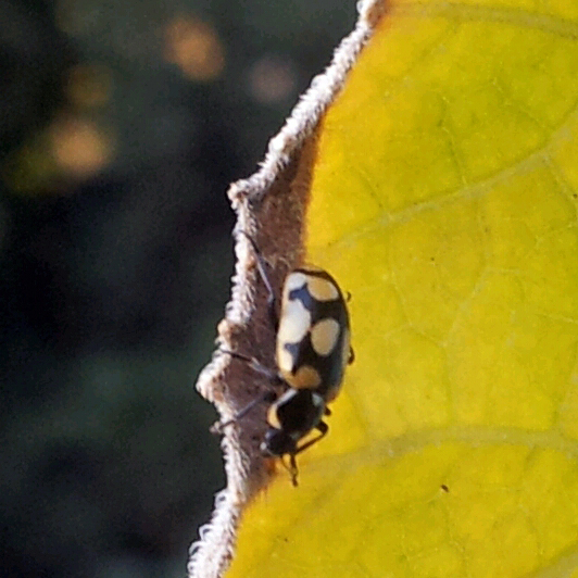 Spotting Image 1