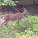 White tailed deer
