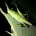 Slant faced grasshoppers (mating)