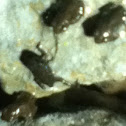 Baby Frogs