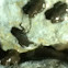 Baby Frogs